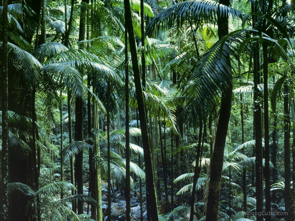 Tamborine National Park, Queensland, Australia